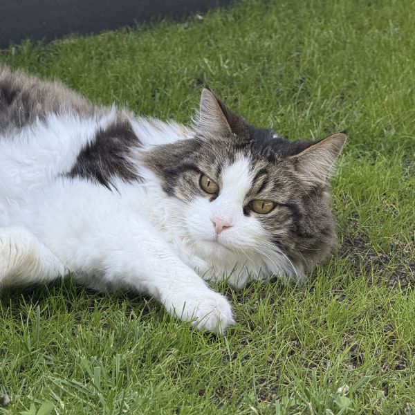 Moos uit Heenvliet zoekt een Kattenoppas