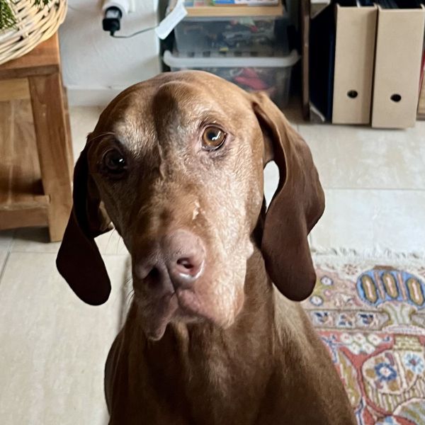 Tygo, Kenji uit Braamt zoekt een huisdierenoppas