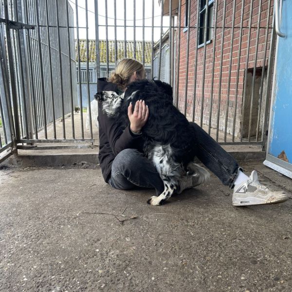 Huisdierenoppas Robin uit Emmen