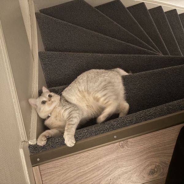 Mimi uit Utrecht zoekt een Kattenoppas