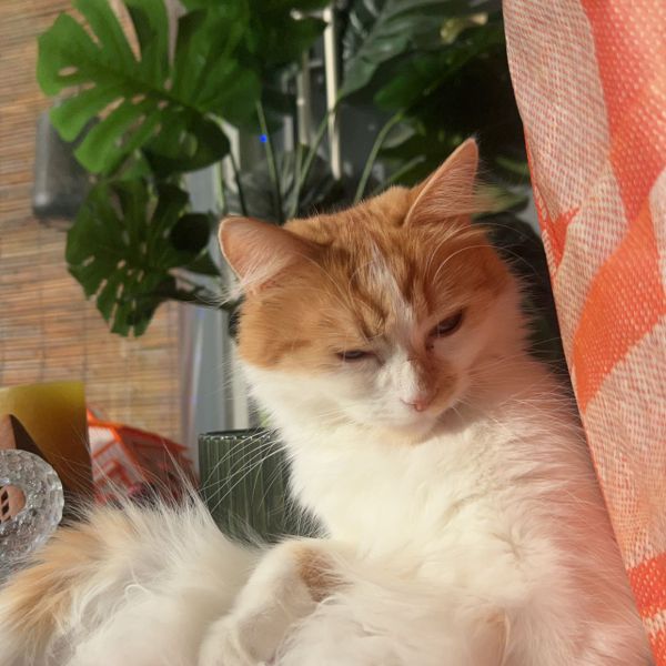 Whisky, Mimoesh, Mishka uit Heelsum zoekt een Kattenoppas