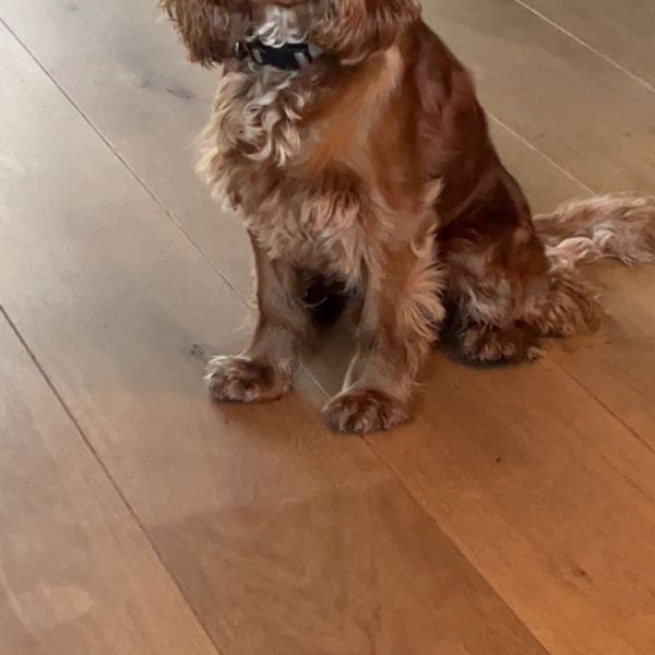 Brutus uit Moergestel zoekt een Hondenoppas