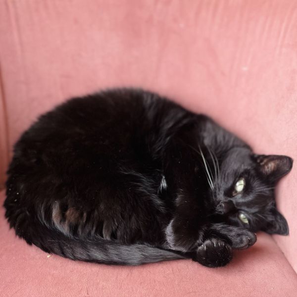 Nina uit Paterswolde zoekt een Kattenoppas