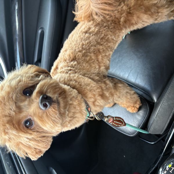 Cooper uit Deventer zoekt een Hondenoppas