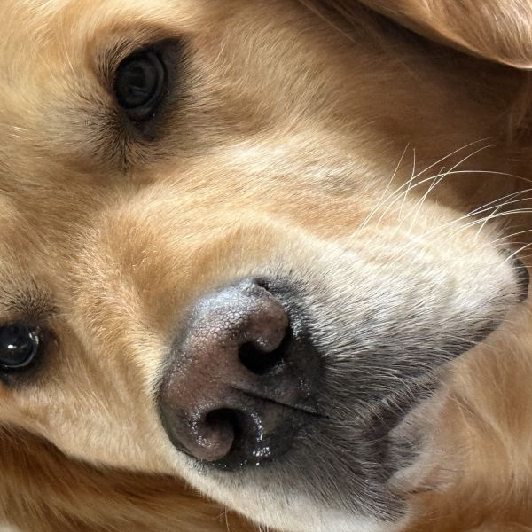 Max uit Heythuysen zoekt een Hondenoppas