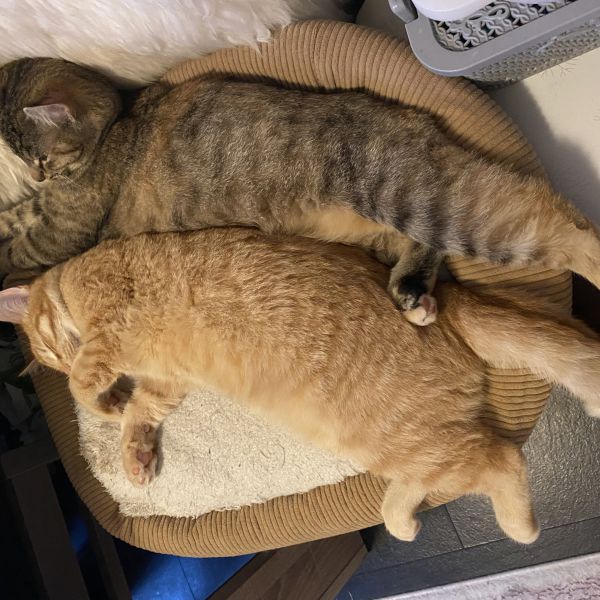 Floarea Dincul uit Deventer zoekt een Kattenoppas