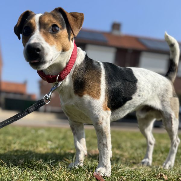 Max uit Rijssen zoekt een Hondenoppas