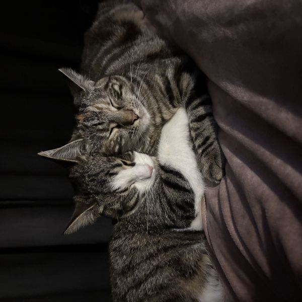 Yin en Yang uit Rijswijk zoekt een Kattenoppas