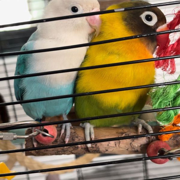 Boncuk en cici uit Rotterdam zoekt een Vogeloppas