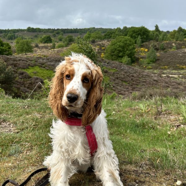 Charlie - Engelse cocker spaniel uit Voorhout zoekt een Hondenoppas