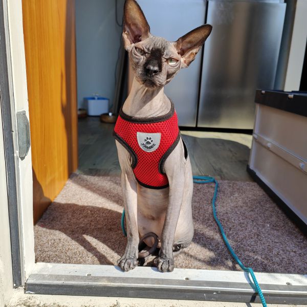 Koda, Kane uit Zeewolde zoekt een Kattenoppas