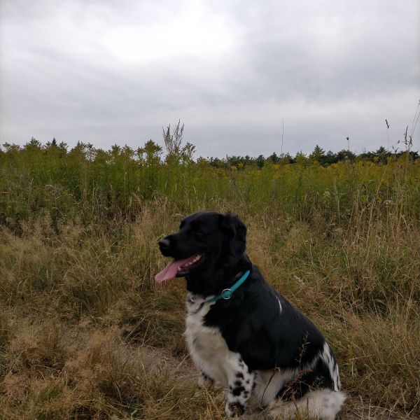 Buddy uit Tweede Exloermond zoekt een Hondenoppas