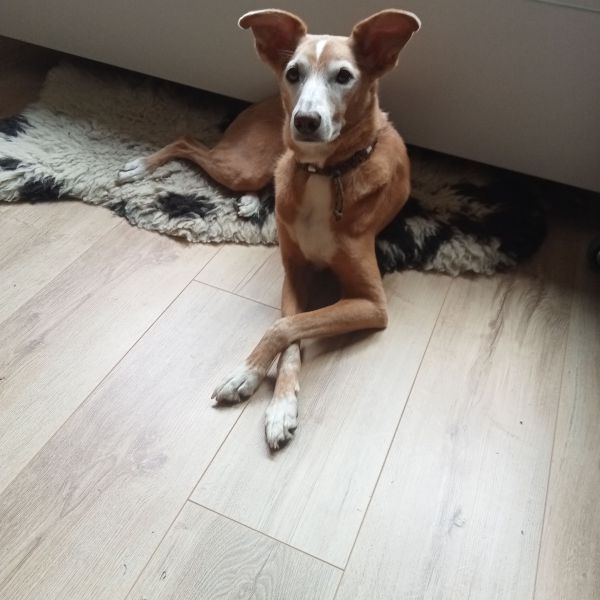 Jaime, Ziggy uit Obdam zoekt een Hondenoppas