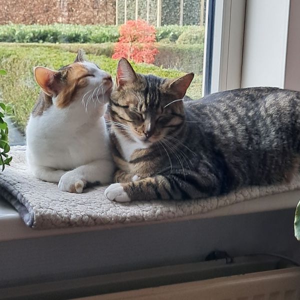 Miesje, Tom uit Dinxperlo zoekt een Kattenoppas