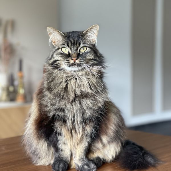 Nala uit Leerdam zoekt een Kattenoppas