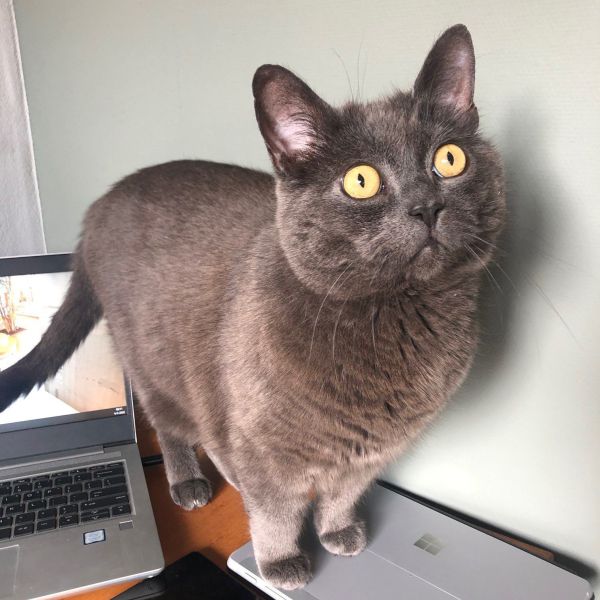 Peanut uit Nunspeet zoekt een Kattenoppas