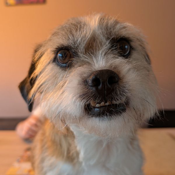 Boomer uit Alkmaar zoekt een Hondenoppas
