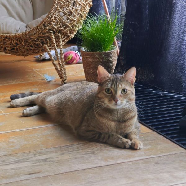 Salem, Ivar, Pip uit Nieuwegein zoekt een huisdierenoppas