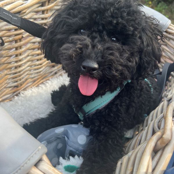 Sammie uit Hoek Van Holland zoekt een Hondenoppas