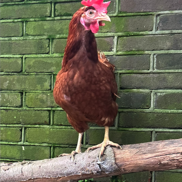 Lucy uit Renswoude zoekt een Vogeloppas