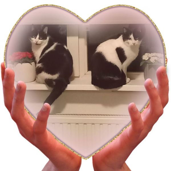 Britget, Jones uit Bennekom zoekt een Kattenoppas