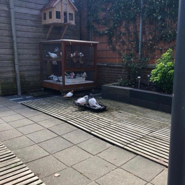 Geen uit Groningen zoekt een Vogeloppas