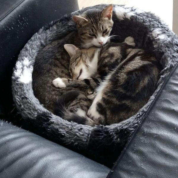 Timmie uit ’T Harde zoekt een Kattenoppas