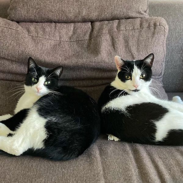 Lola, Stella uit Goes zoekt een Kattenoppas