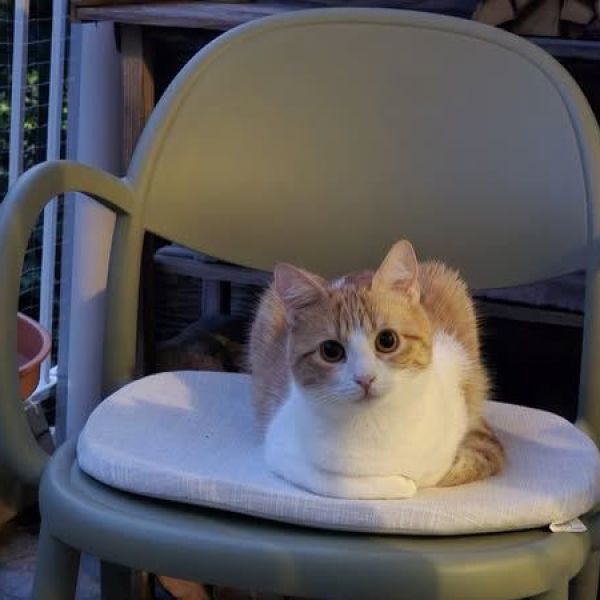 Suki uit Arnhem zoekt een Kattenoppas