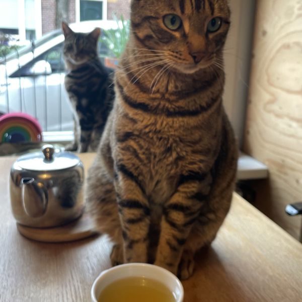 Tijger, Hart uit Bussum zoekt een Kattenoppas