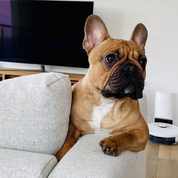 Nando uit Leiderdorp zoekt een Hondenoppas