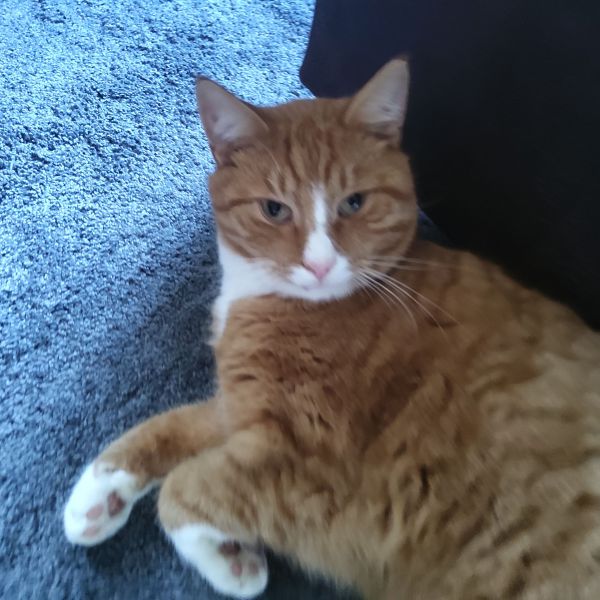 Tom, Jerry, Lola uit Radewijk zoekt een Kattenoppas