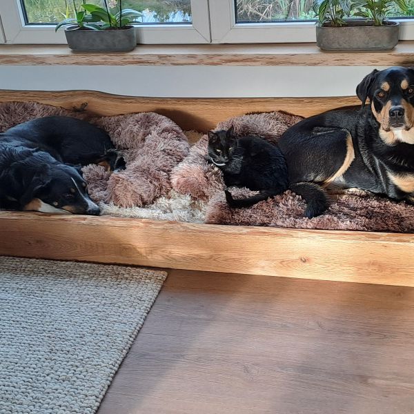 Ukkie, Pien, Mormel uit De Kwakel zoekt een huisdierenoppas