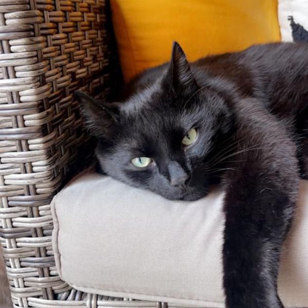 Pablo uit Kaatsheuvel zoekt een Kattenoppas