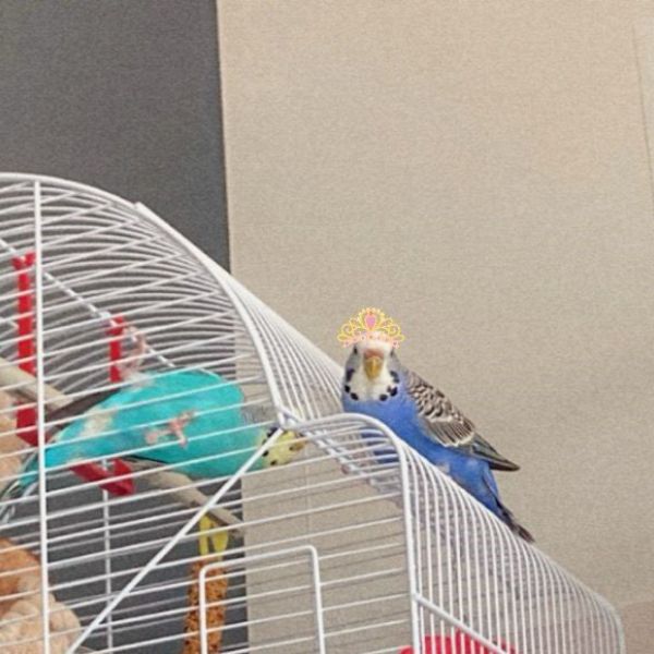 Pookie en ladoo uit Amsterdam zoekt een Vogeloppas
