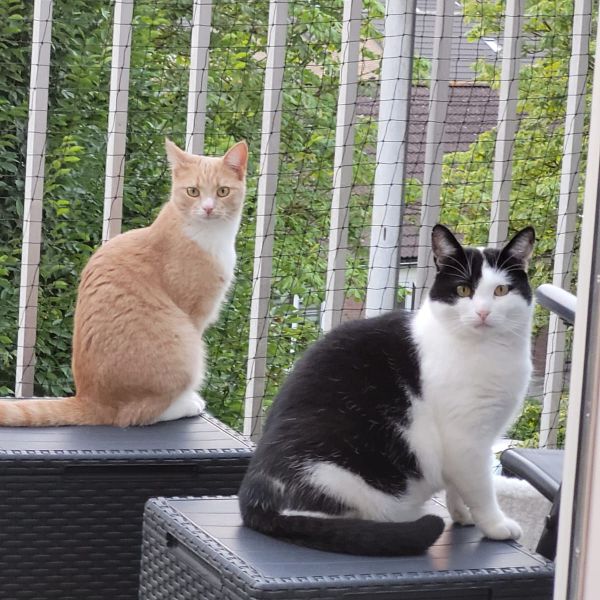 Chardonnay, Safari uit Eerbeek zoekt een Kattenoppas