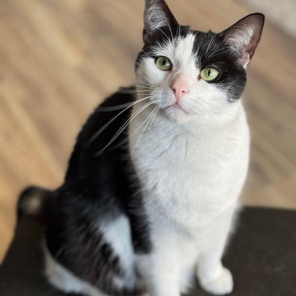 Sjors, Suus uit Zwijndrecht zoekt een Kattenoppas