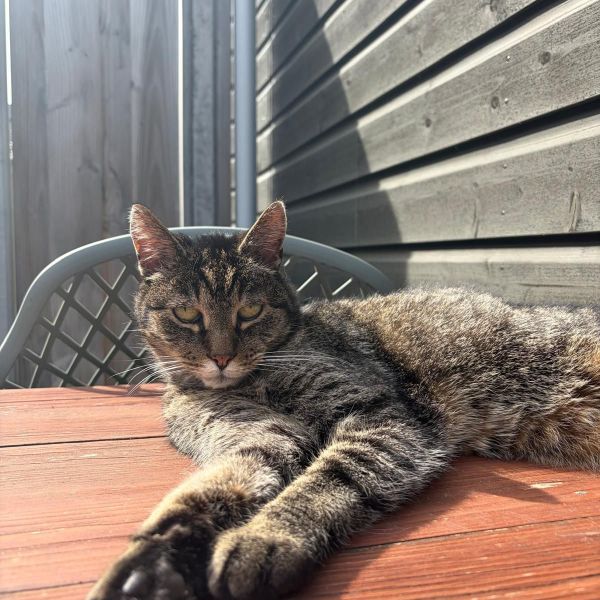 Benji uit Hoef En Haag zoekt een Kattenoppas