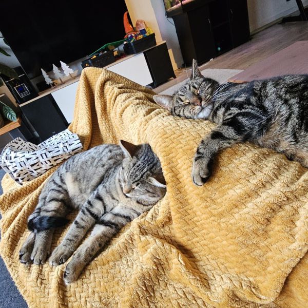mango, Vijver, aquarium uit Zeewolde zoekt een huisdierenoppas