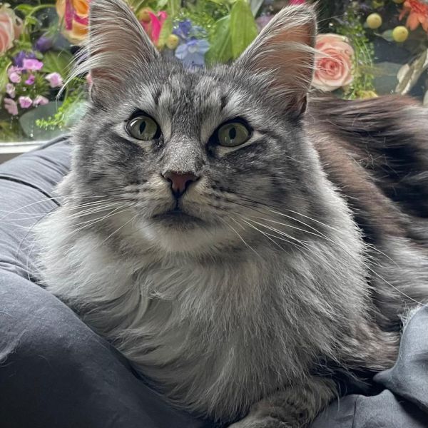 Ylvi uit Molenhoek zoekt een Kattenoppas