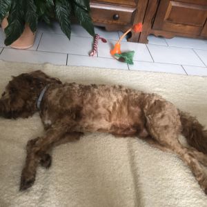 Image description