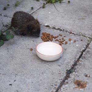 Image description