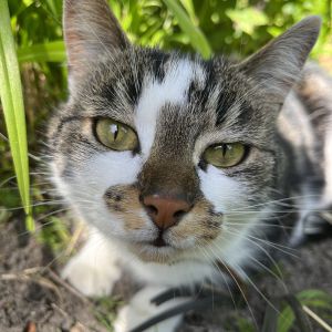 Image description
