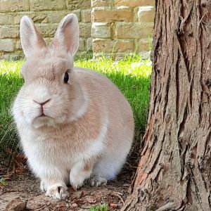 Image description